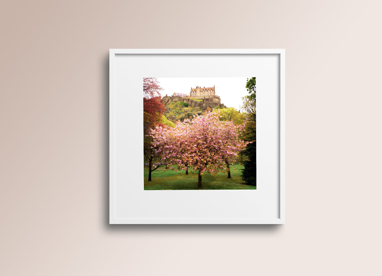 Edinburgh Castle Blossom